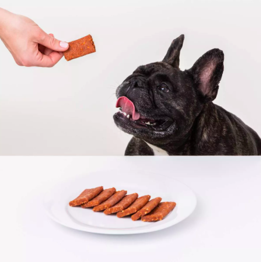 french bulldog begs for rectangular treat