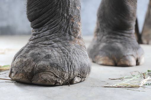Guess The Animal By A Photo Of Their Feet Trivia Guess The Animal By A Photo Of Their Feet Trivia