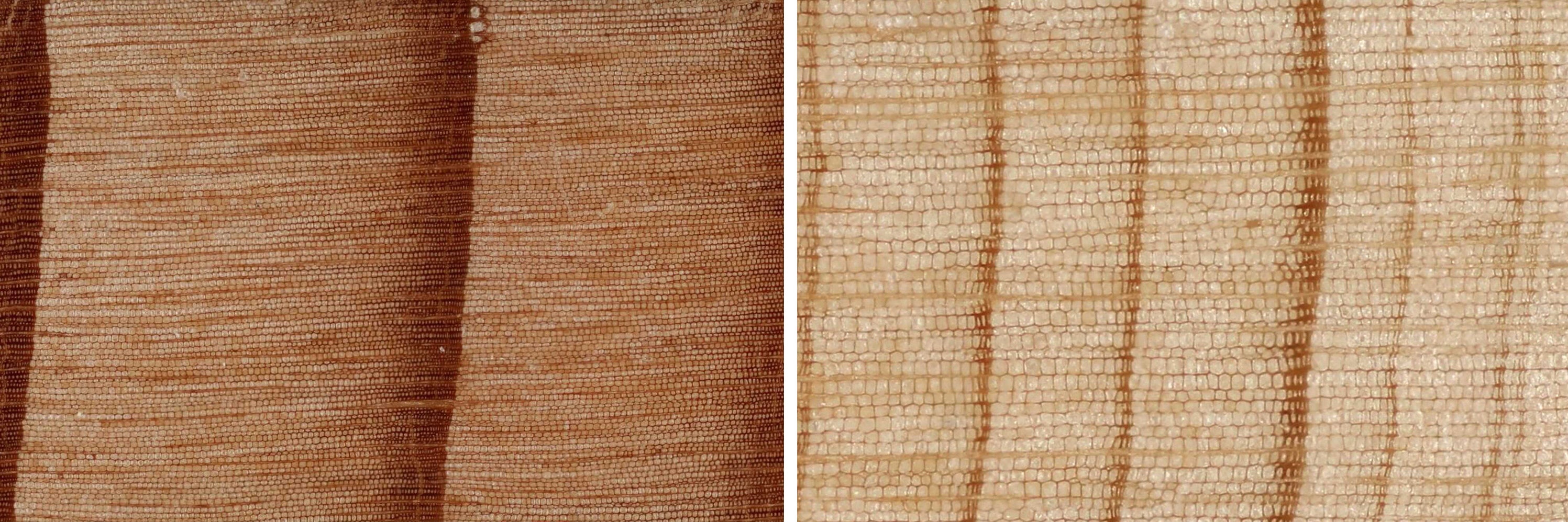 Tree ring scans showing the impact of the drought – trees grow significantly less in times of drought