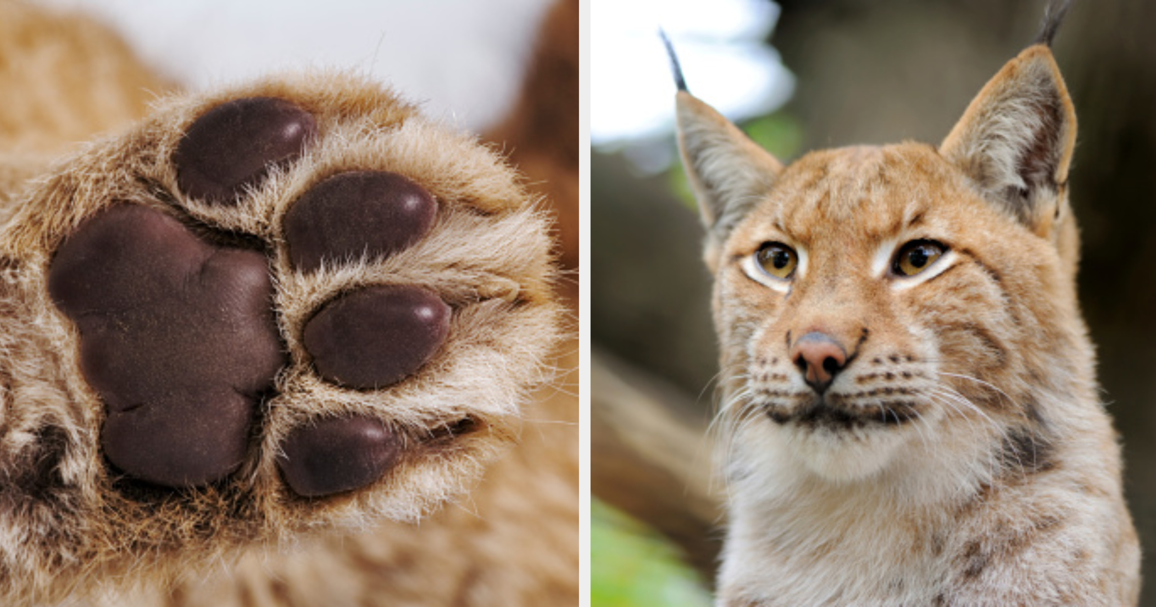 Guess The Animal By A Photo Of Their Feet Trivia