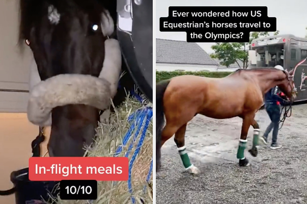horses traveling to the bus and then the plane for the olympics