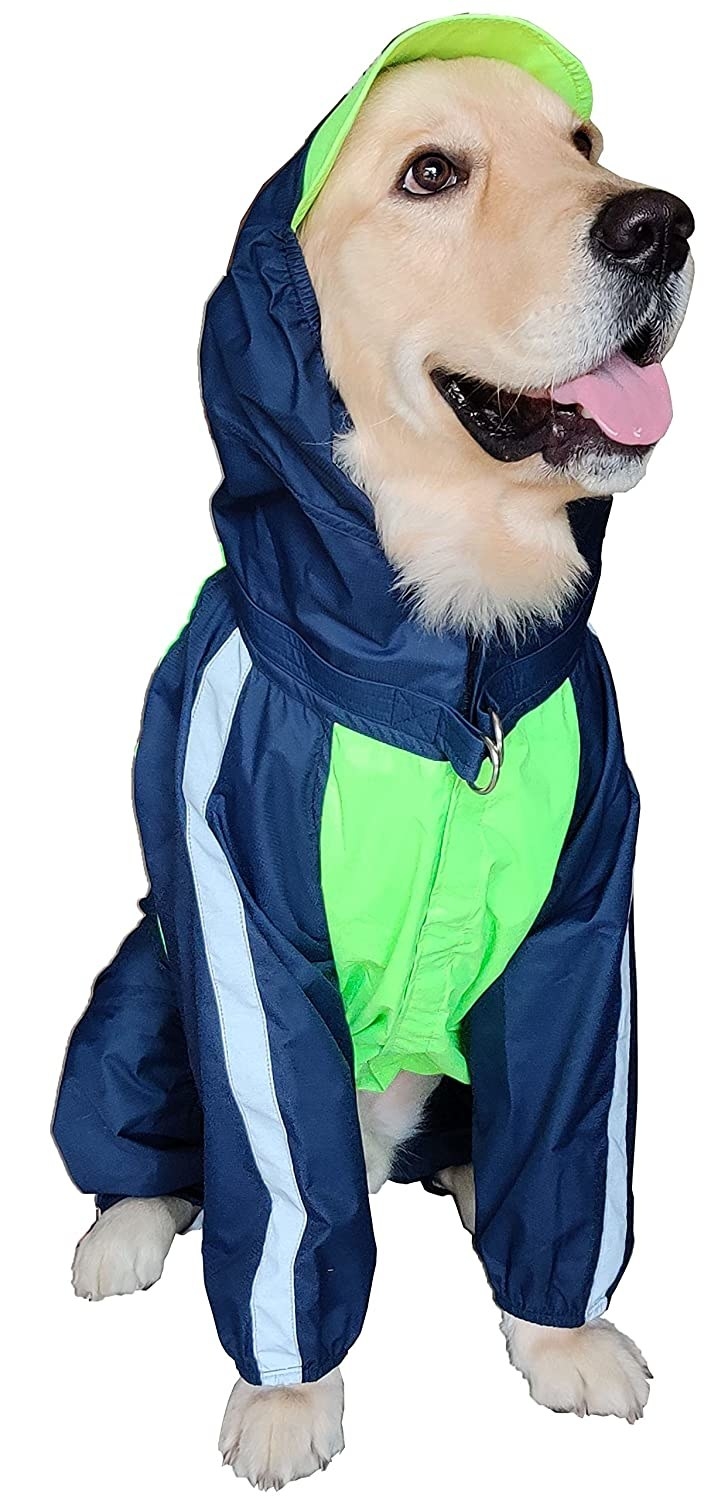A dog wearing a navy blue raincoat