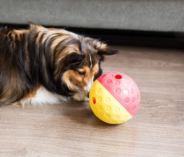 The yellow and pink ball which has holes from which the treats fall