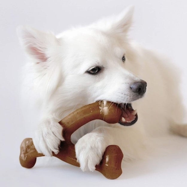 White dog chewing on the Y-shaped toy
