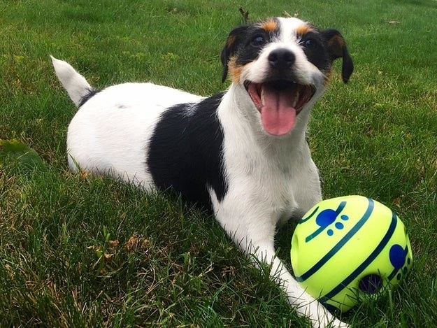 A very happy white, brown, and black dog sitting on grass with the ball in front of him