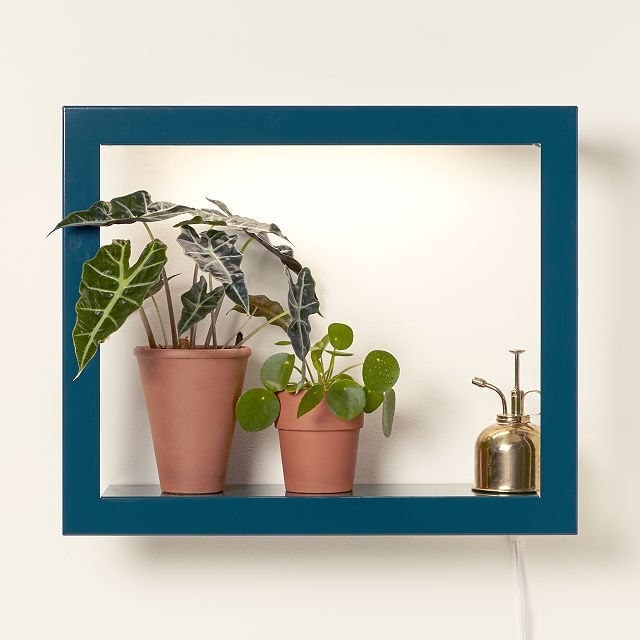 square light shelf with two potted plants and a small watering can on it