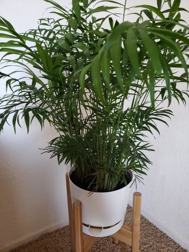 A large, healthy plant in a self-watering pot