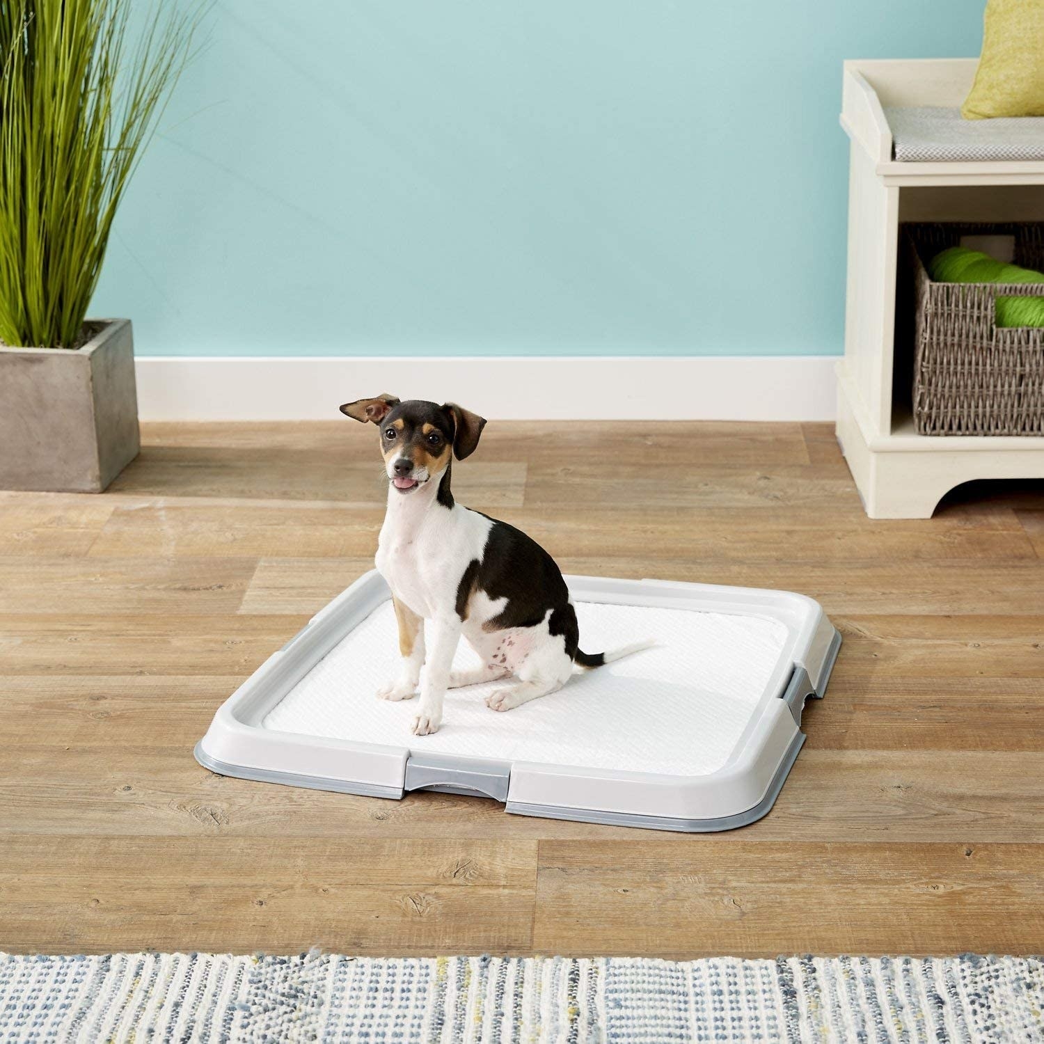A dog on a training pad on the holder