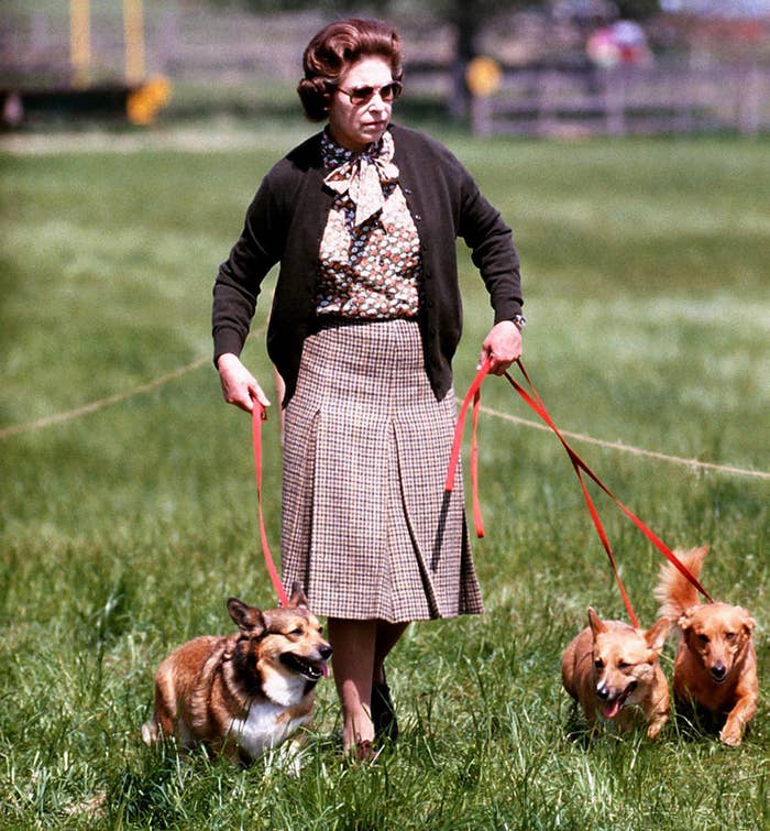 young queen elizabeth wearing sunnies and walking three dogs looking like all my aspirations 