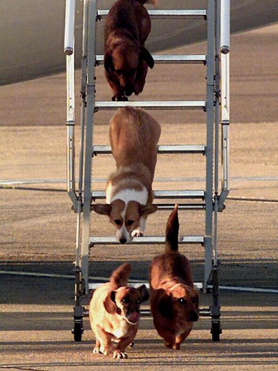 the queens corgis trotting down the stairs of a plane