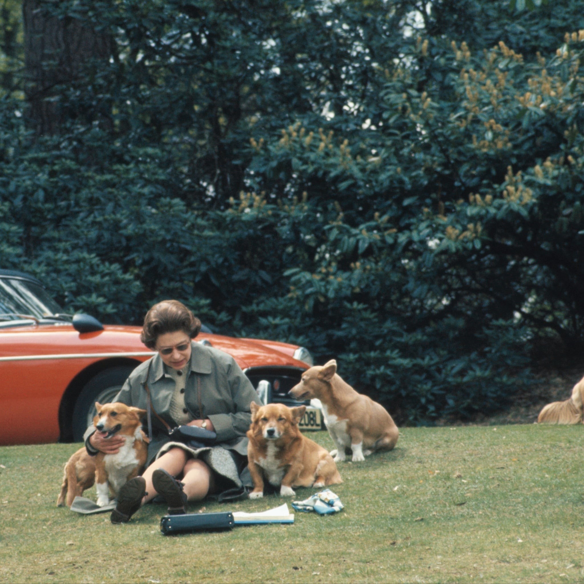 young queen looking really cool patting some dogs in front of a cool old red car (obviously wearing sunnies again)