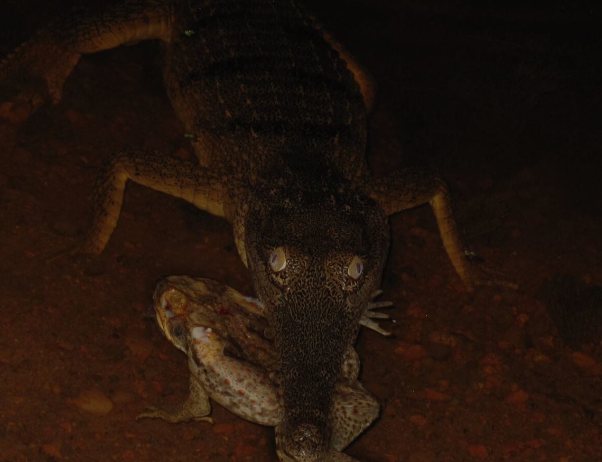 a very very dark picture of a weird crocodile thing lookin like an alien with a toad in its mouth