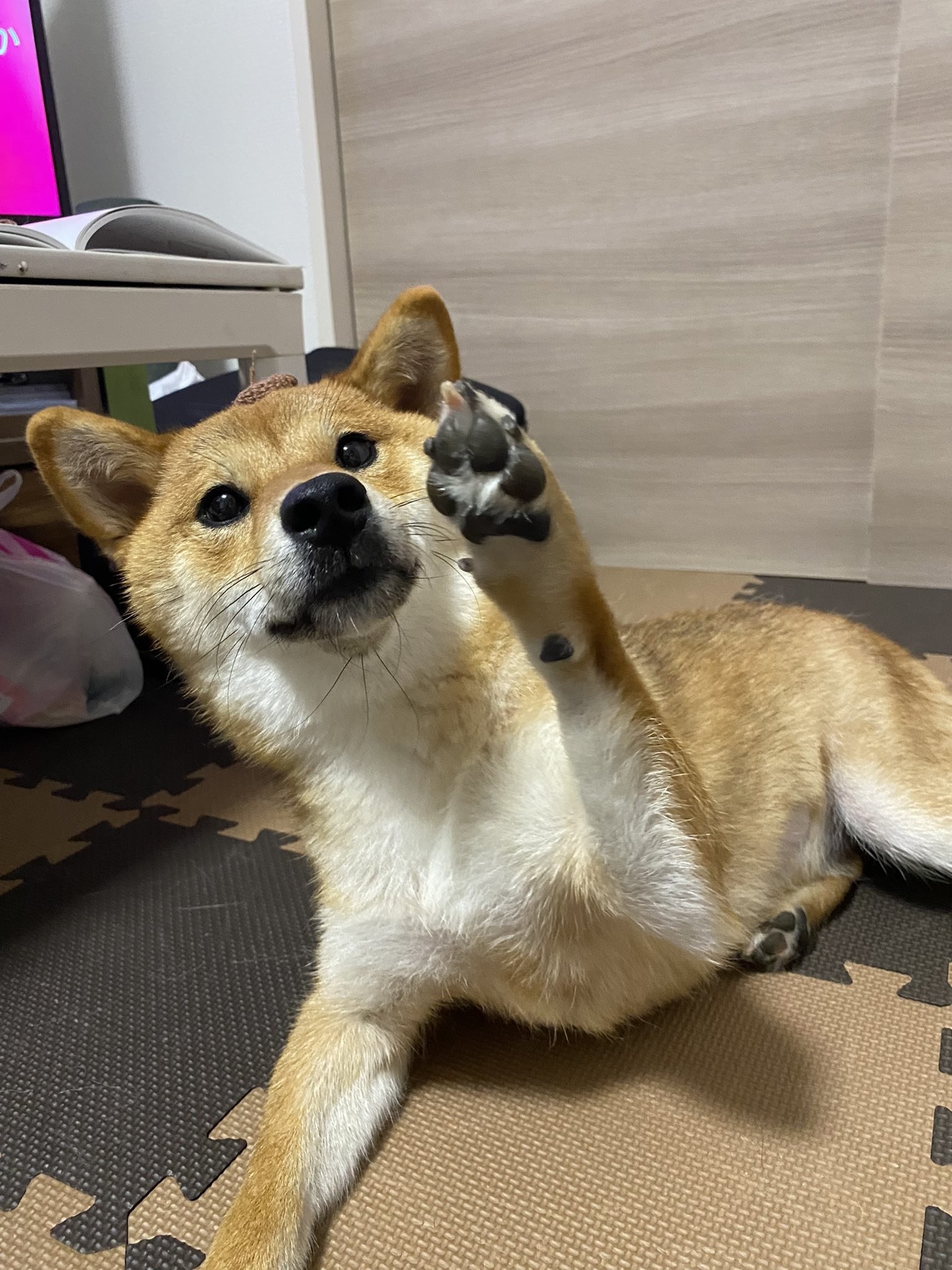 水が怖くてジタバタする柴犬 足が着くと気づいた瞬間の安心した顔がやばかわいい