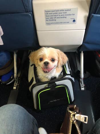 a reviewer photo of a small dog inside the travel carrier in front of an airplane seat