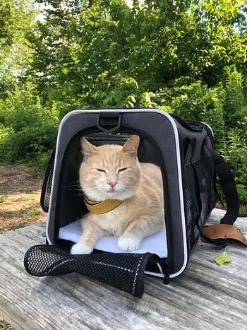 a reviewer photo of a cat inside the travel carrier on a park picnic table