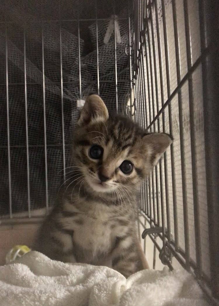 走るわ飛ぶわ わんぱく猫を捕まえようと 飼い主さんが取り出したのは