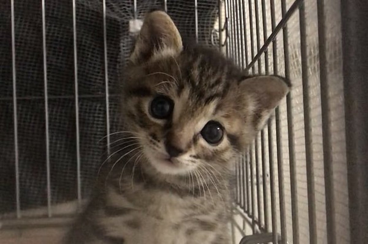 走るわ飛ぶわ わんぱく猫を捕まえようと 飼い主さんが取り出したのは