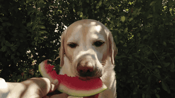 GIF of a yellow lab eating a slice of watermelon.