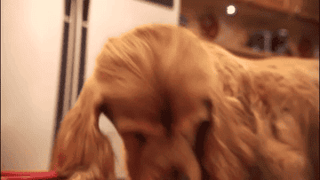 GIF of a cocker spaniel eating from a food bowl.