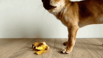 GIF of a brown Chihuahua puppy eating a banana.