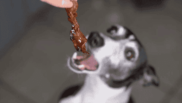 This close-up slow-motion GIF shows a cute and excited Italian greyhound dog jumping up to get a bacon treat from its owner.