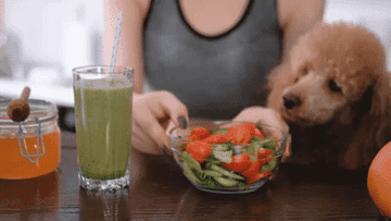 GIF of a poodle looking excited as a bowl of salad is brought to the table.