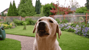Slow motion GIF of a cute, young yellow Labrador retriever chewing a snack in the backyard.