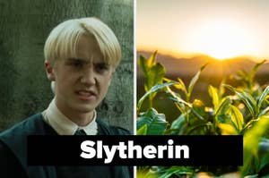 Draco is on the left with a sunset over plants on the right labeled, "Slytherin"