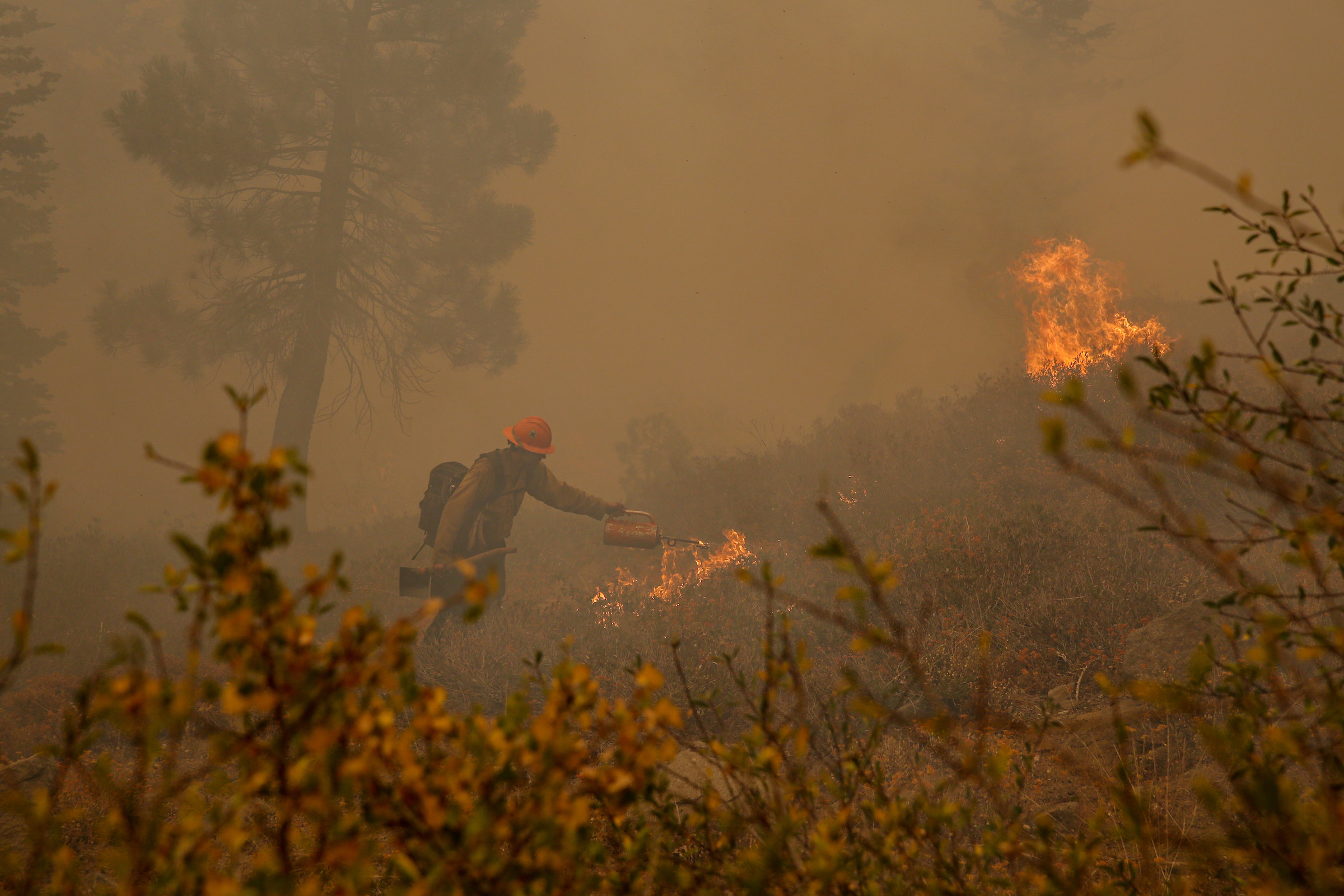 A uniformed firefighter stands in a meadow and pours gas onto a fire