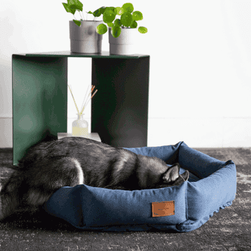 gif of a dog sniffing around the blue dog bed