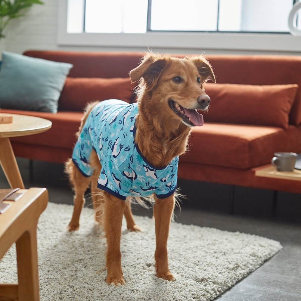A dog wearing the PJs