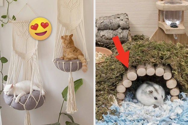 A split thumbnail of cats on hammocks and a hamster under a log bridge