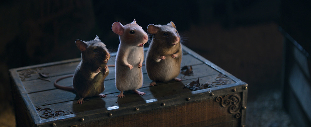 Three mice standing on a box