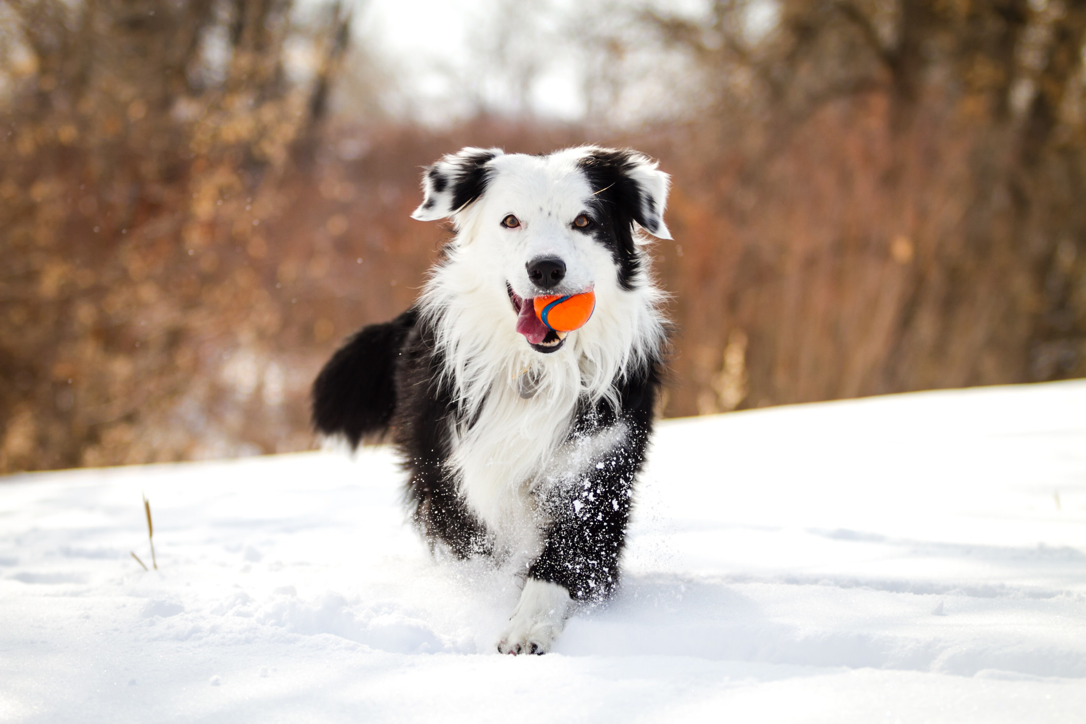 Border collie running toward camera while holding a red ball.