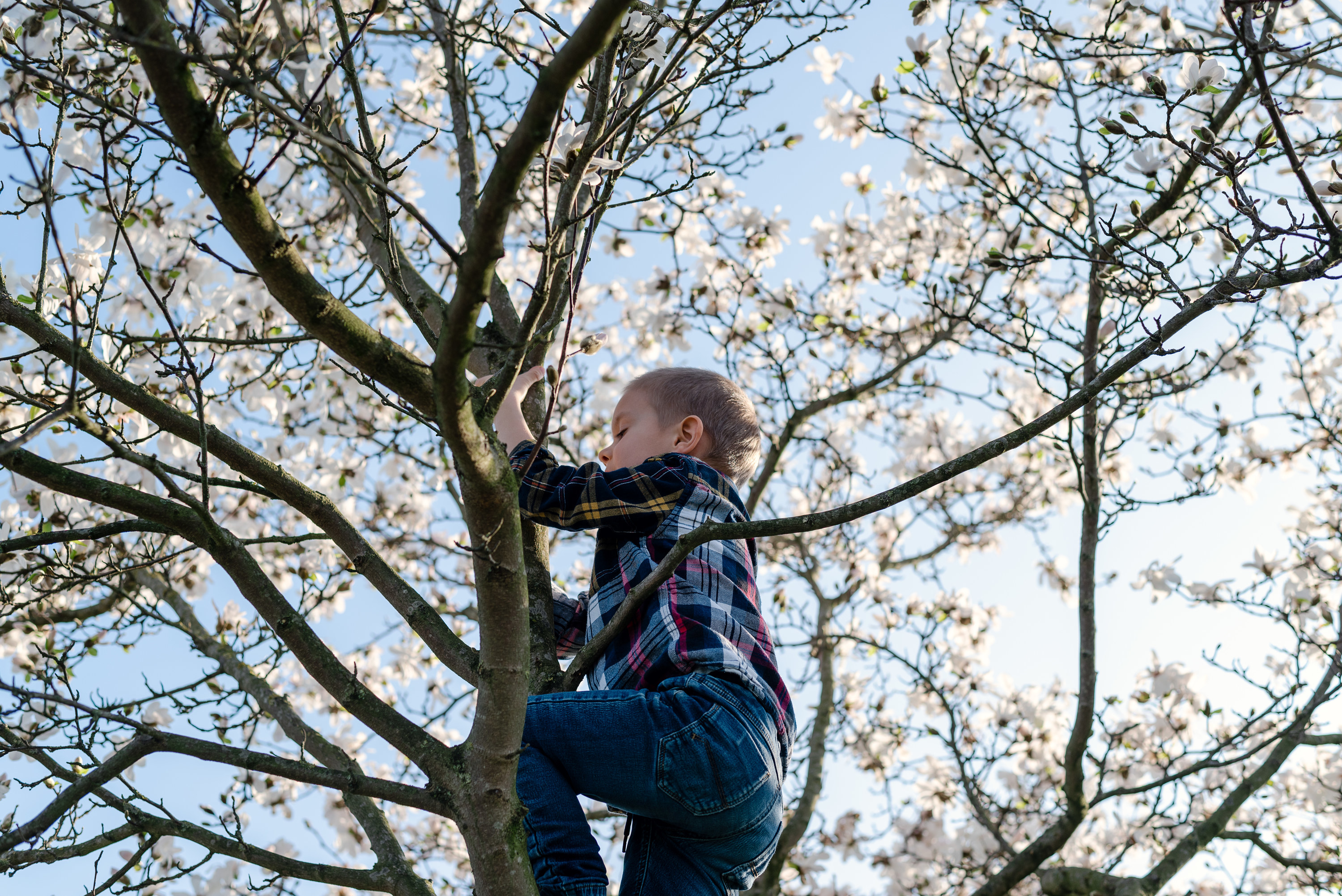 A kid climbing a tree