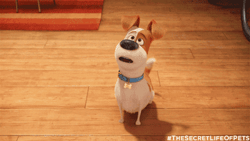 gif of dog from secret life of pets dancing excitedly