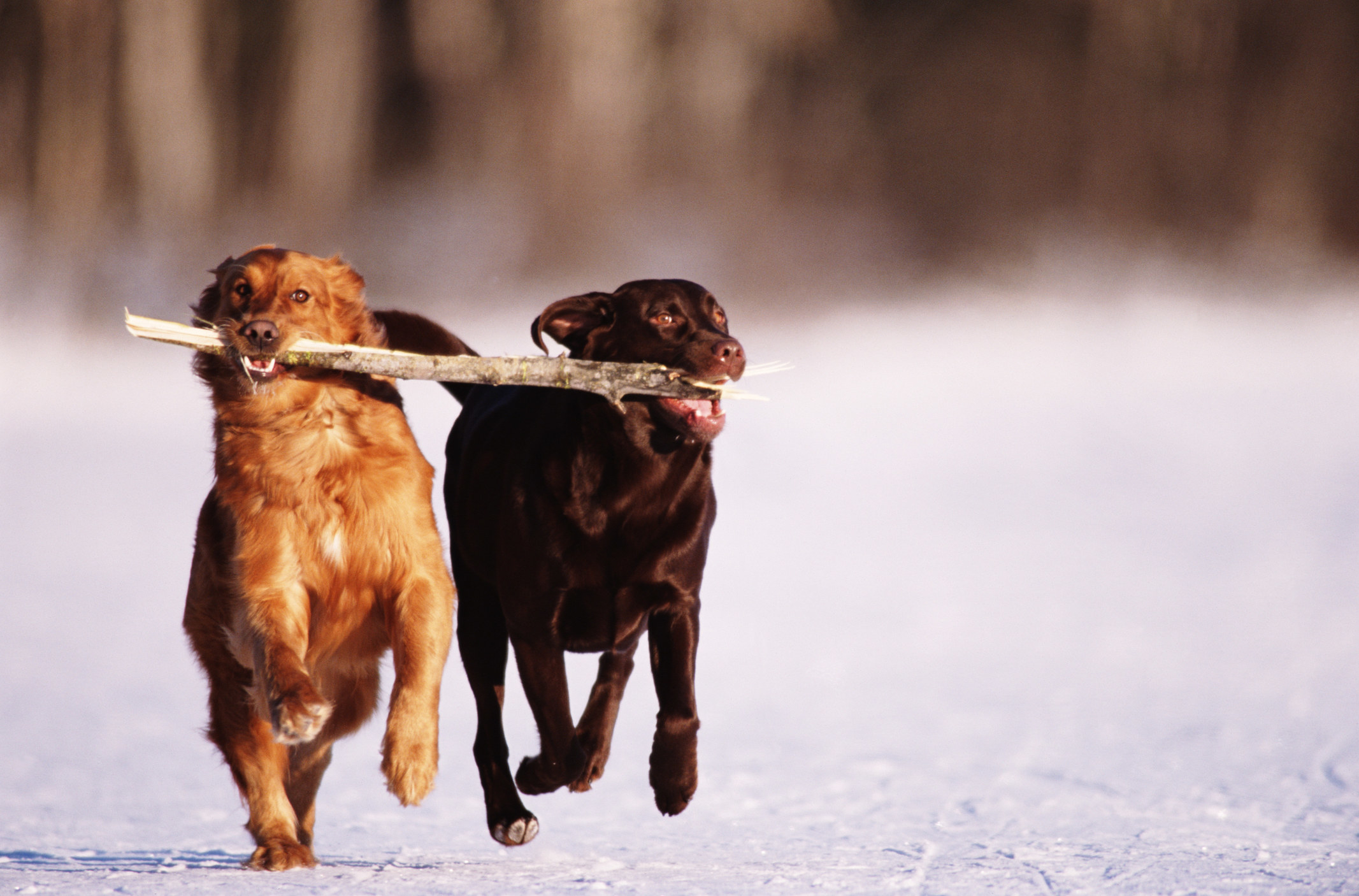 Two dogs running with stick in their mouths.