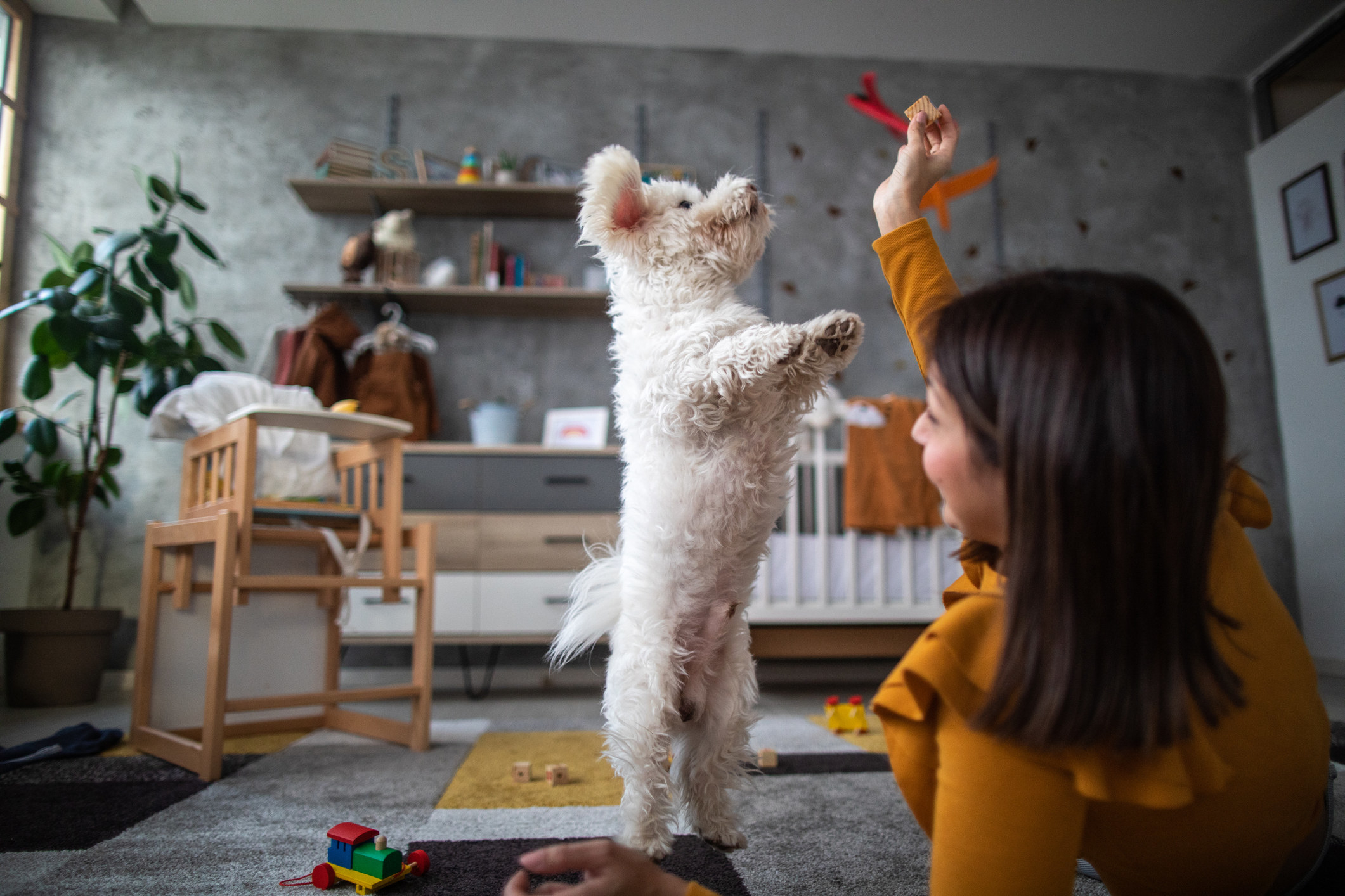 Young woman playing with fluffy pet at home, dog jumping and trying to catch the toy.