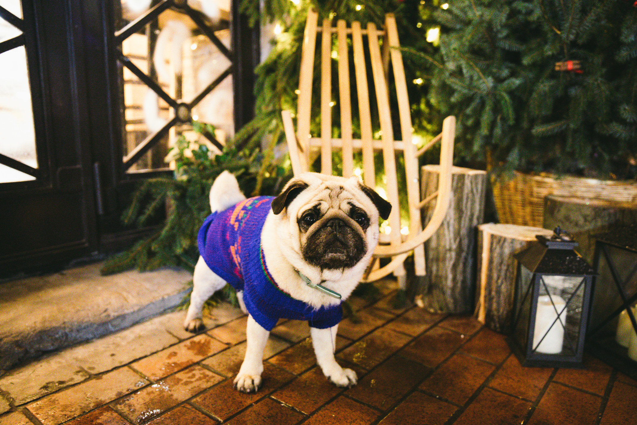 Pug in a Christmas sweater at a holiday market.