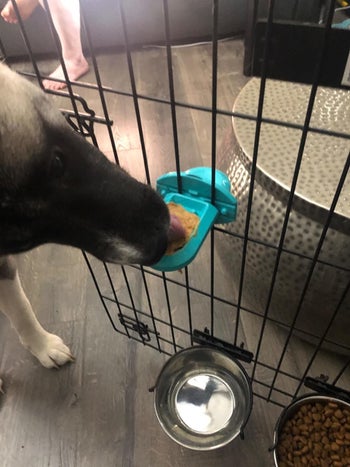 a reviewer photo of a dog licking peanut butter out of the training toy