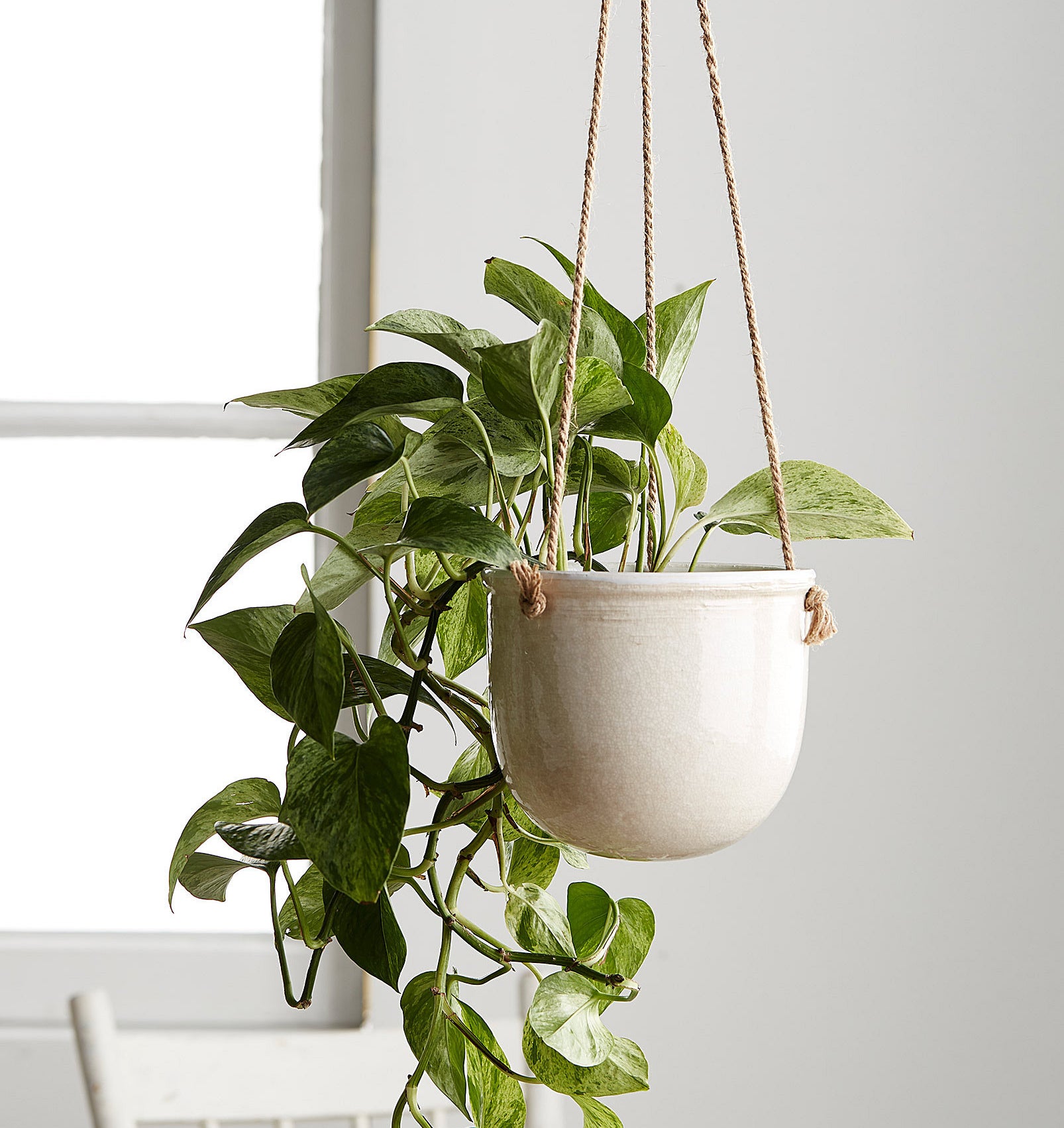 a hanging planter with a trailing plant inside