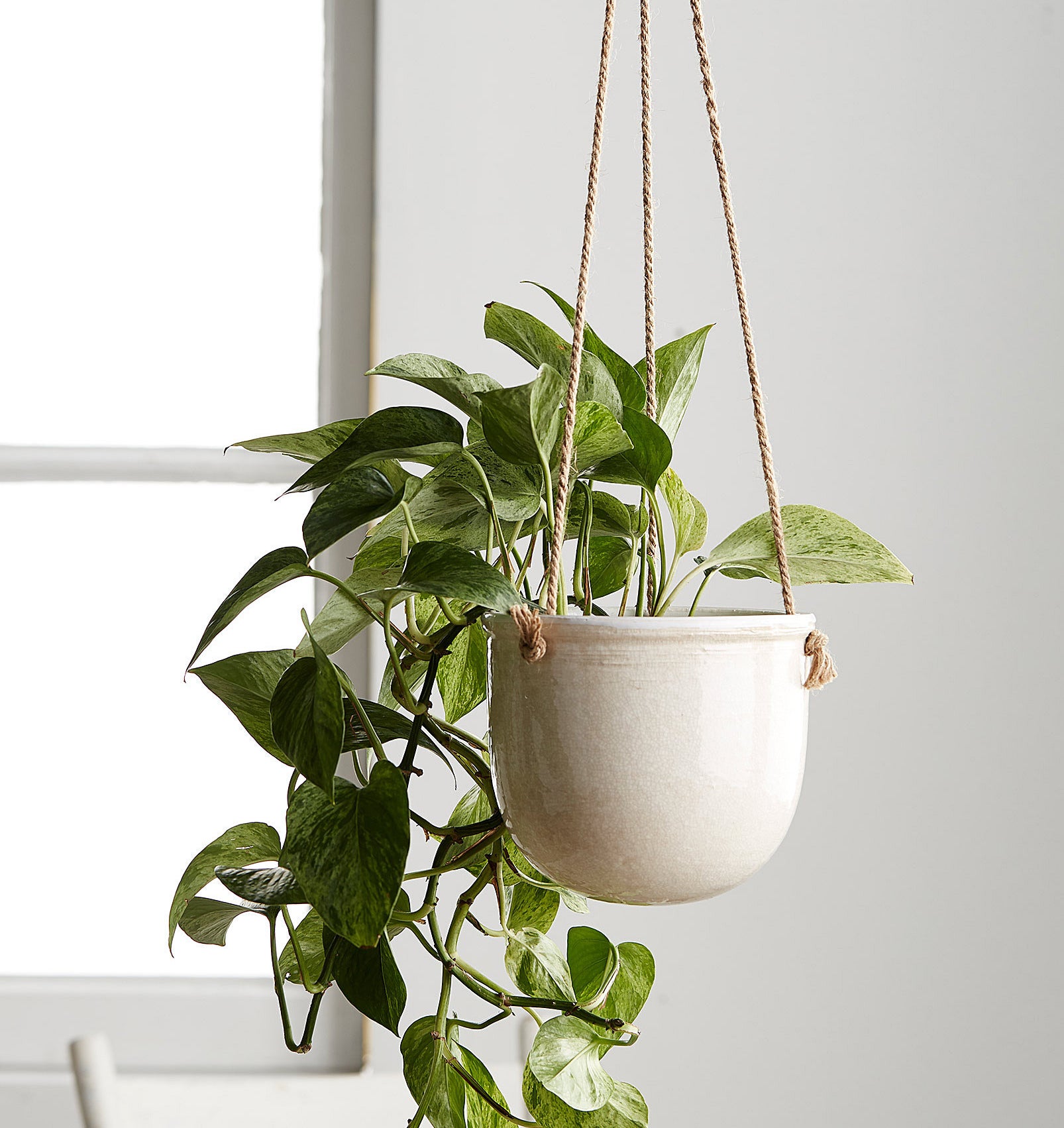 a hanging planter with a trailing plant inside