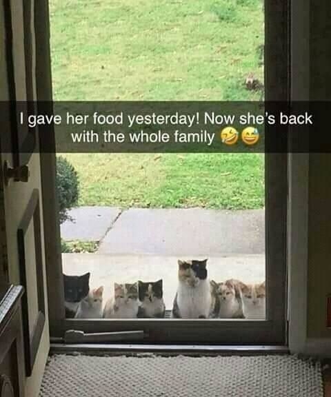 cat family waiting for dinner