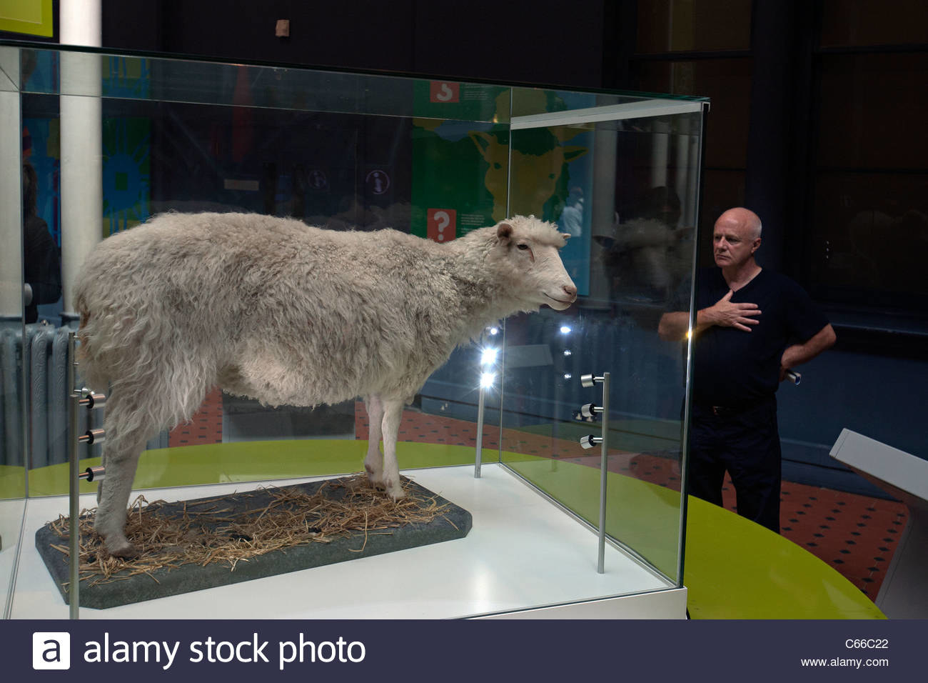 Dolly the sheep in a museum