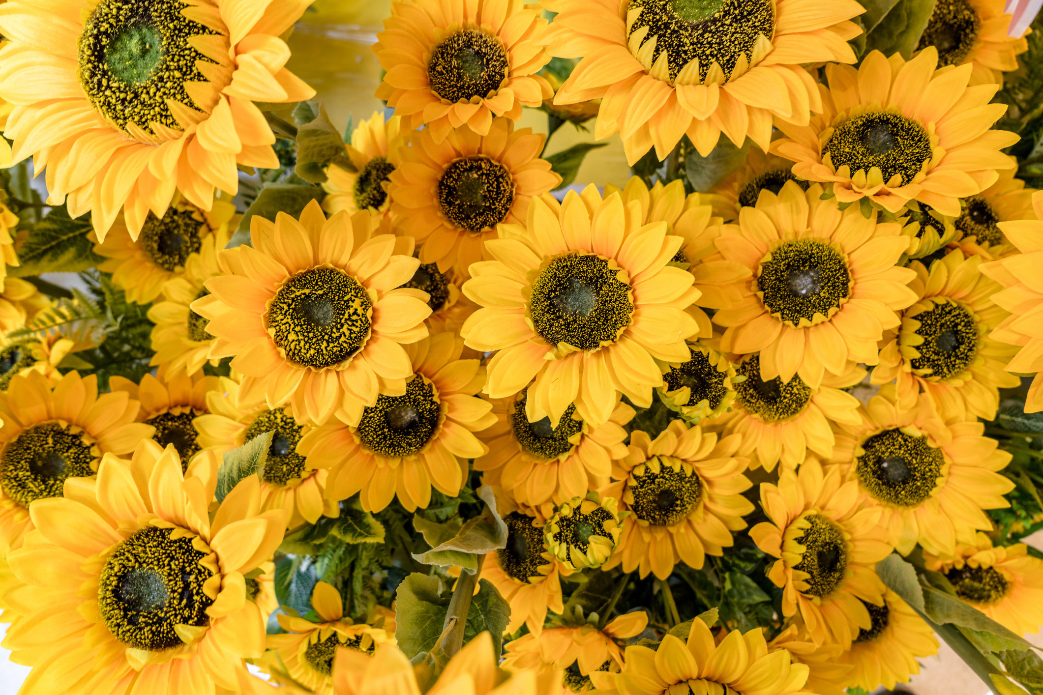 A bunch of wild sunflowers