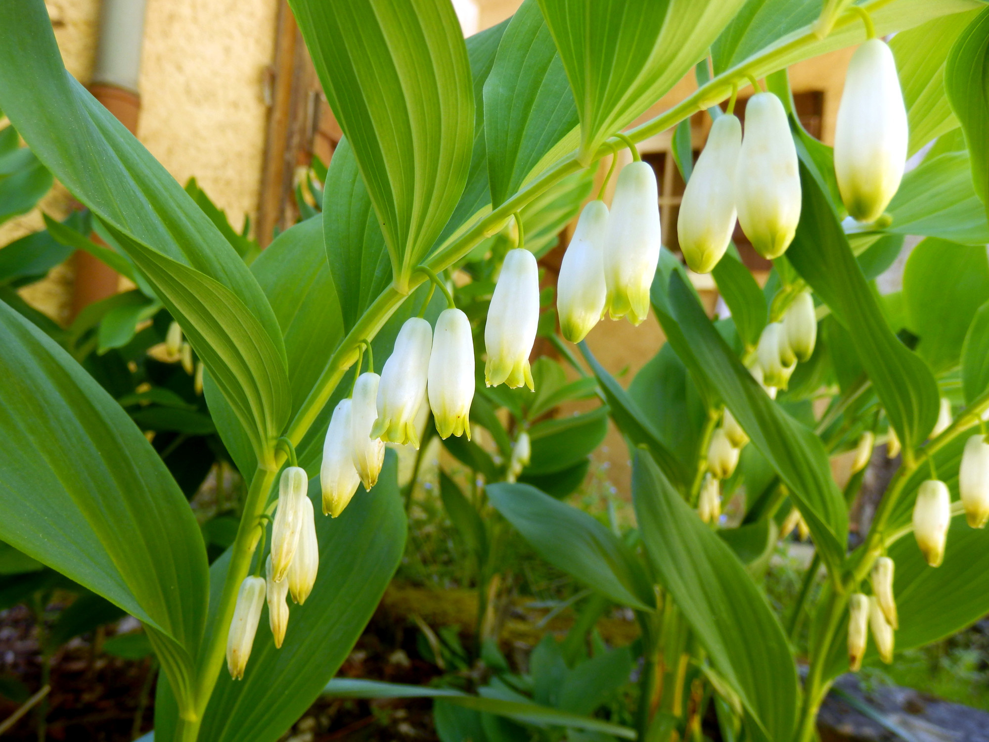 メダリストに贈られるブーケ それぞれの花には深い意味が込められていた