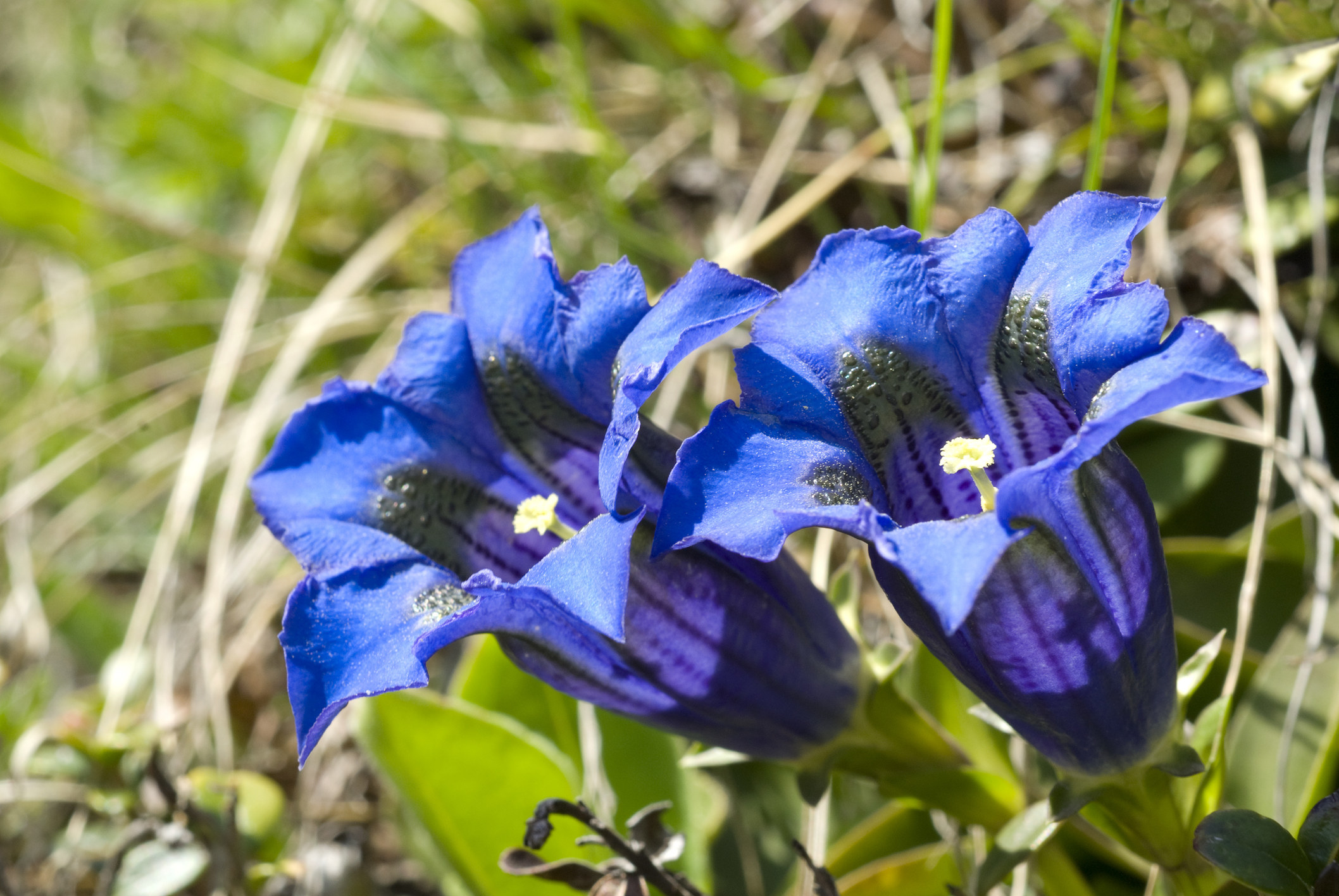 Two bright blue gentian flowers