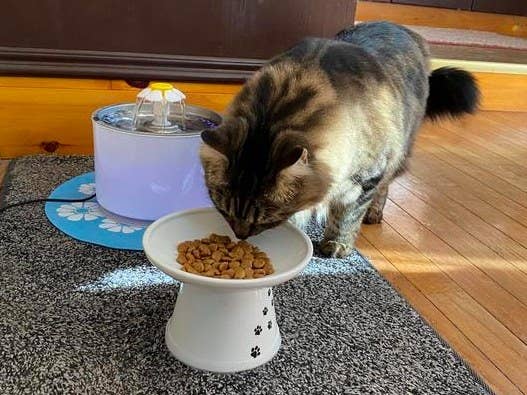 A reviewer&#x27;s cat eating from the elevated bowl