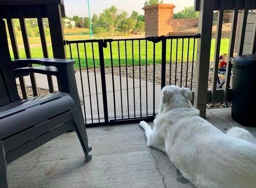 A reviewer's photo of the gate installed on the patio, keeping the dog from roaming around the yard