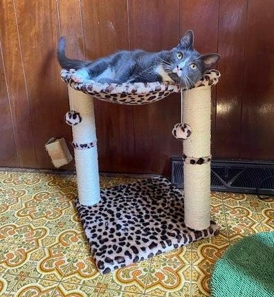 A reviewer&#x27;s large cat lounging in the hammock of the cat tree